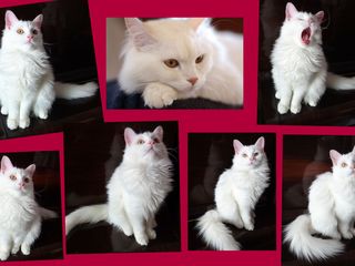 Белый породистый  пушистый котенок подросток. Турецкая Ангора. foto 1
