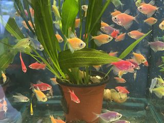 Продажа аквариумных и прудовых рыбок+ водяные лилии(Нимфея) foto 8