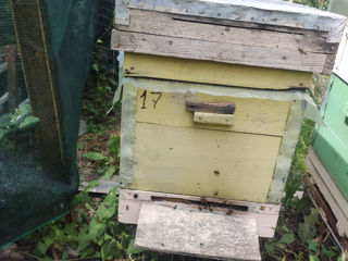 se vinde 7 familii de albine" cu tot cu stiupi, pret negociabil