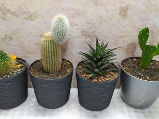 Cactus.Livrare. / Кактус. Доставка. foto 5