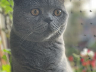 Шикарный британский кот . Приглашает на вязку foto 7