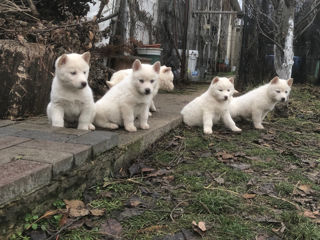 Husky Albinos foto 4