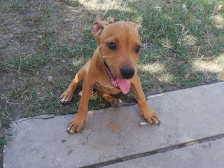 PittBull foto 2