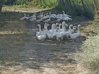 se vind giste de casa si porci