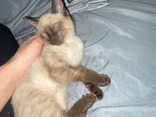 сиамский кот. Pisic Siamese