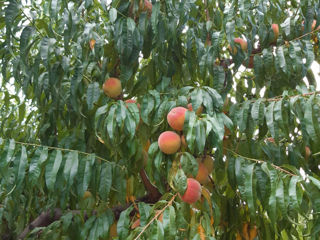 Vind pomi fructiferi -Persic,Cireş,Vişin foto 5