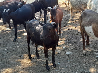 Vand urgent capre,tapi,iezi de rasa murciano granadino foto 3