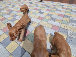 Disponibili: Ultimii 2 cățeluși Cocker Spaniel – Rasa pură, jucăuși și adorabili! foto 0