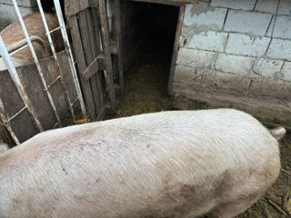 Porci BIO foto 2