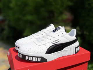 Puma cali