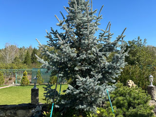 Tundere tuia/ leylandi/ gard viu ! foto 5