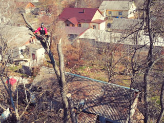 Defrisarea copacelor. Arborist! Taierea copacilor în spații închise. Alipinist. foto 3