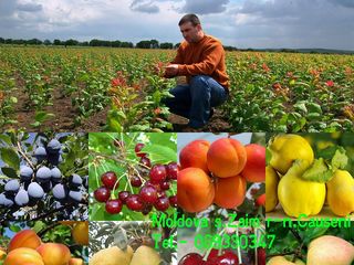 Pomi fructiferi - Gutui _ soiul Codreanca ( яблочный ) și alte specii... foto 8