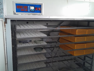 Incubator foto 2