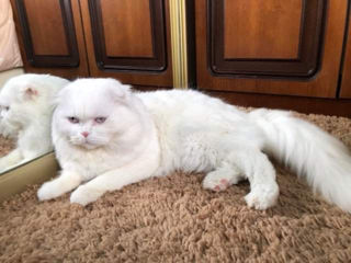 Împerechere cu motan de elită! Scottish fold white, W61. foto 2