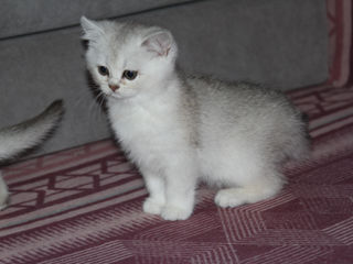 British shorthair chinchilla pisica pisoi foto 6