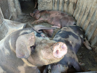 Porci crescuţi în condiţii de casă foto 2