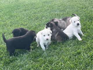 Vînd Metis Labrador & Husky foto 7