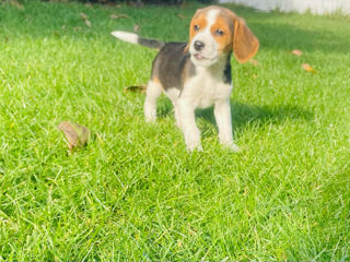 Se vinde ciine de rasa  Beagle