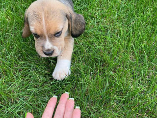 Beagle foto 7