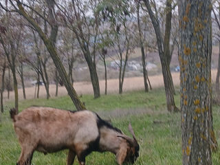 Vînd capre și țap foto 4