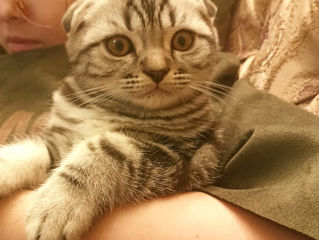 Scottish fold