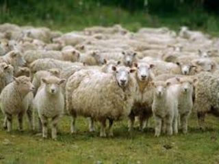 Cumpar oi berbeci capre țapi !! la carne!! закупаю овцы и козы ! transportul gratis ! ofer pret bun foto 2