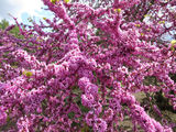 Церцис европейский (Cercis siliquastrum) foto 10