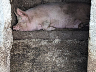 Vând carne de porc de casa crescut în cele mai bune condiții
