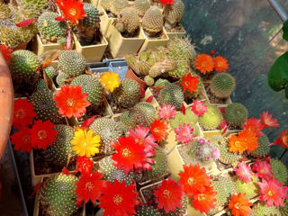 Vind colectie de cactusi foto 8