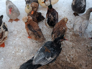 Продам утки чубатые  есть яйца на инкубацию