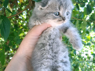 Scottish straight & Scottish fold foto 2