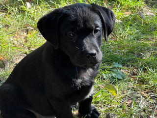 Labrador foto 3