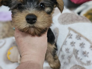 Urgent! Vând Cățea Yorkshire Terrier foto 2