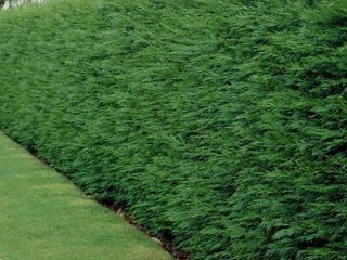 Gard verde plante decorative