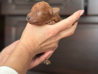 Toy poodle, red brown foto 4