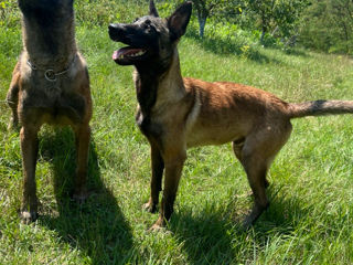 Malinois foto 2