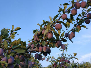 Prune Stanley foto 2