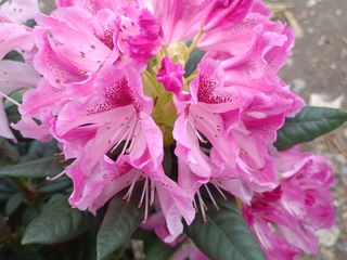 Рододендрон Нова Зембла (Rhododendron "Nova Zembla") foto 15