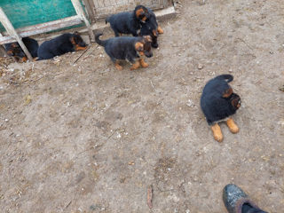 Vind catei de rasa Ciobanesc German. foto 9