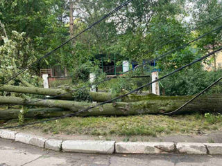 Interventii de urgenta in urma furtunii de aseara! Taiere copaci, crengi periculoase! foto 10