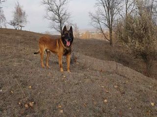 (Malinois) belgian imperechere foto 1