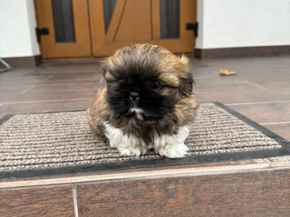 Shih Tzu foto 2