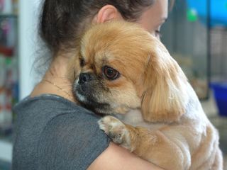 Зоосалон "Mister Dog" предлагает парикмахерские услуги для животных! 150 лей foto 2