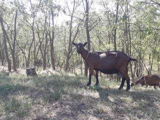 Capra de rasa, gestanta, mulgatoare.