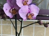 Орхидей гигант foto 10
