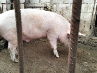 Porci de 170 și 220 kilograme. Negociabil. Crescut în condiții de casa. Număr de contact 078925404 foto 5