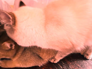 Motan Golden Chinchilla Point (Blue eyes) pt împerechere фото 8