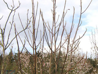 Магнолия трёхлепестная (Magnolia tripelata) foto 7