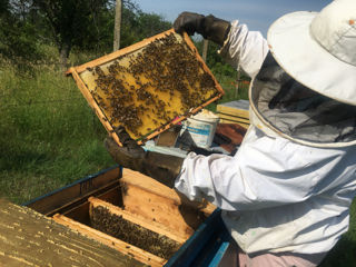 Vînzare albini - familii bune cu/sau fără stupi. Începătorilor oferim consultări!!! foto 1